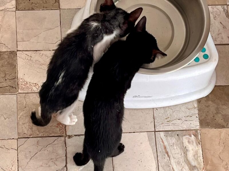 BRUNO Y SIMON