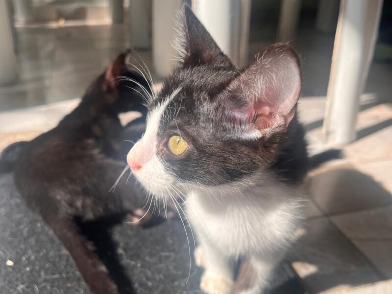 BRUNO Y SIMON