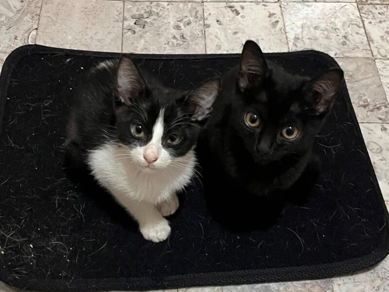 BRUNO Y SIMON