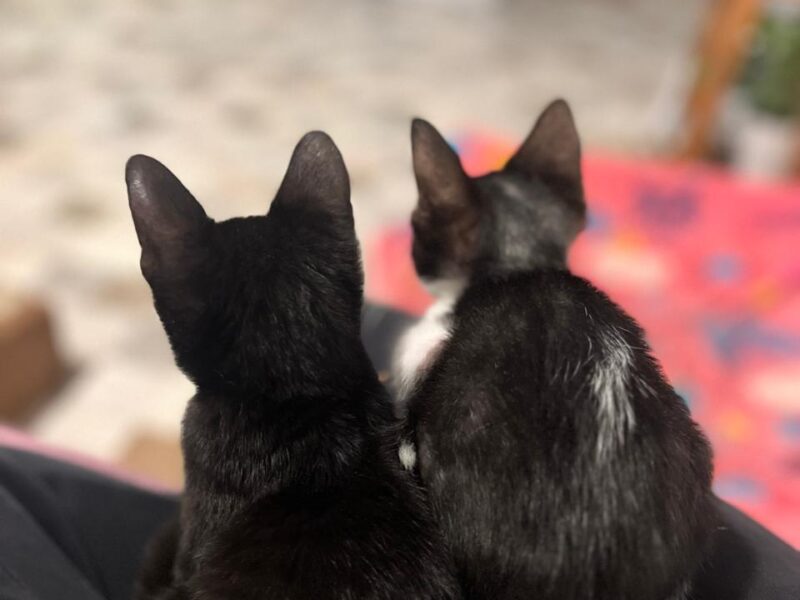 BRUNO Y SIMON