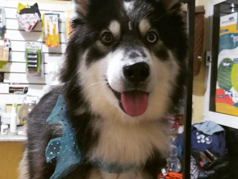 ZURI