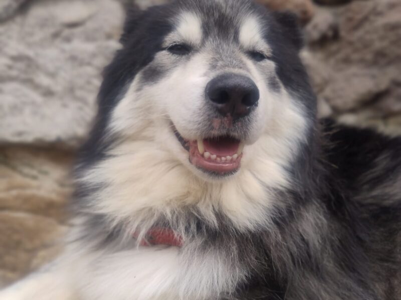 ZURI