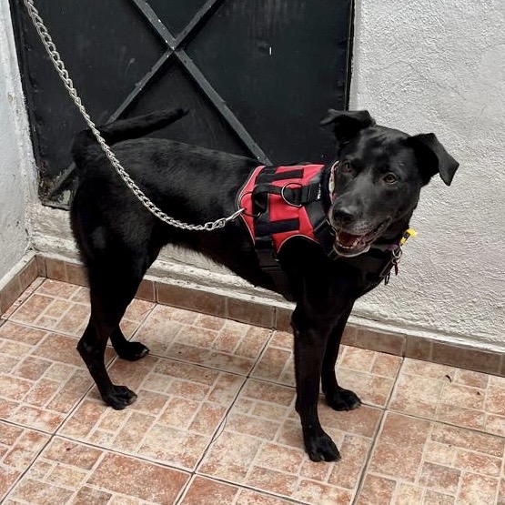 NEGRITA