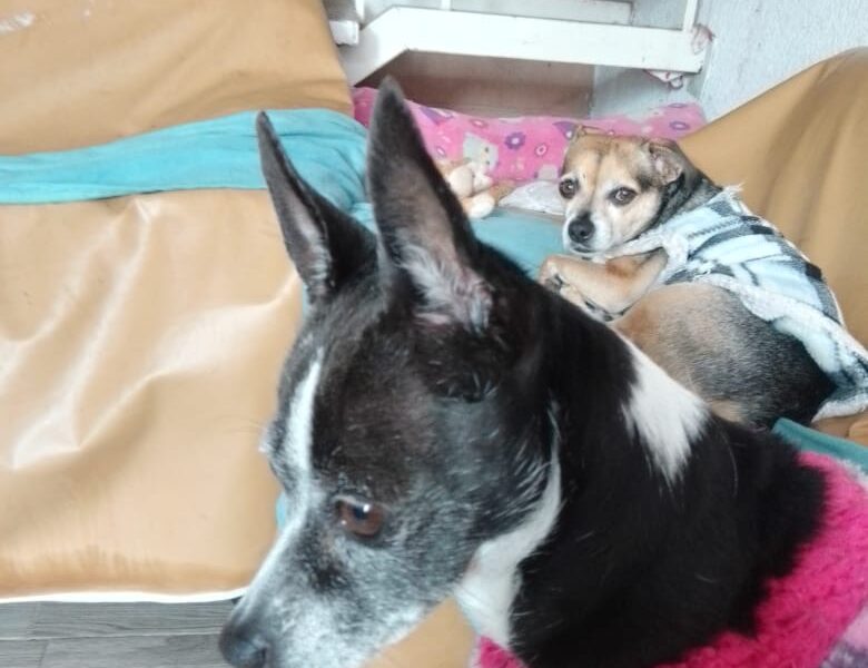MOLLY Y MAX