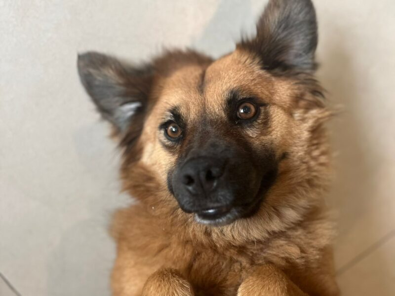 CARMELA