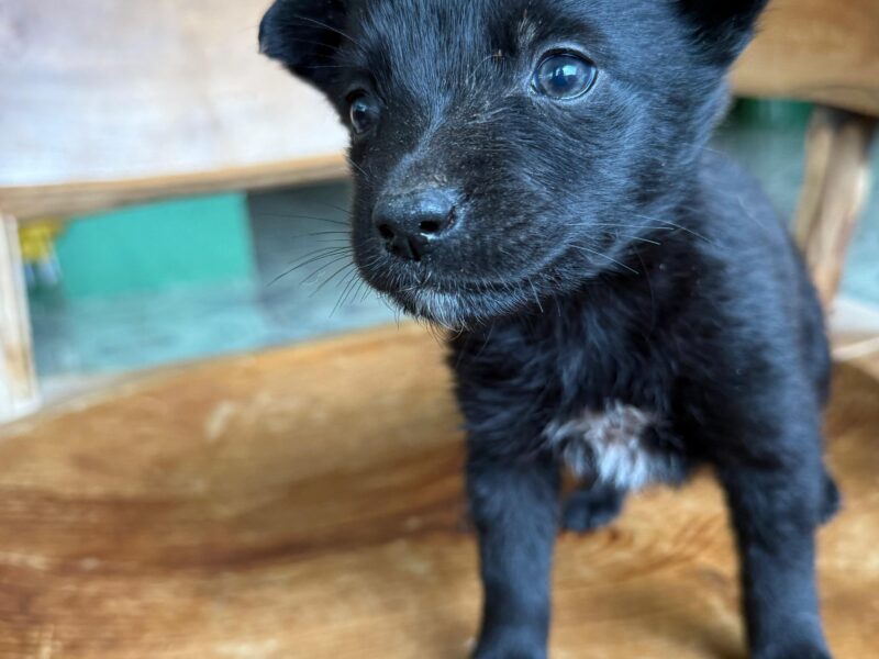 FRIJOL