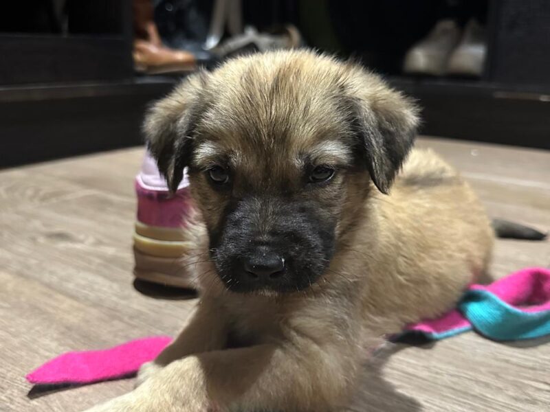 BELLA