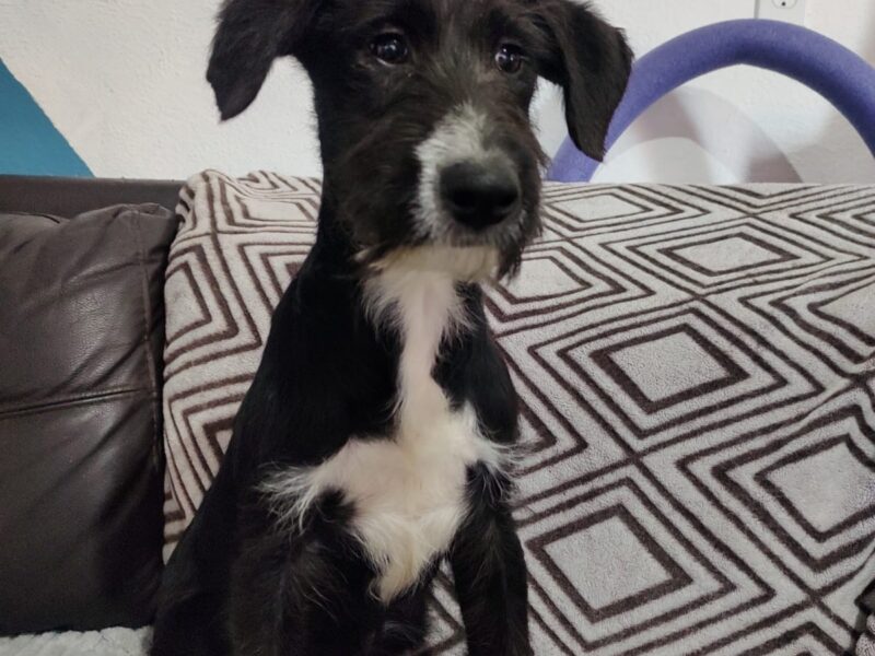 Paco