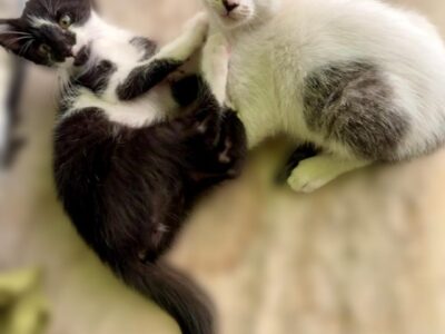 COQUETTE Y LEFTY