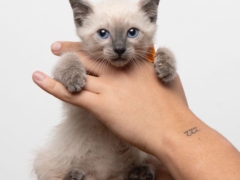 SURI