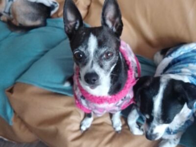 MOLLY Y MAX
