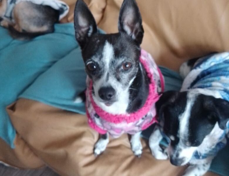 MOLLY Y MAX