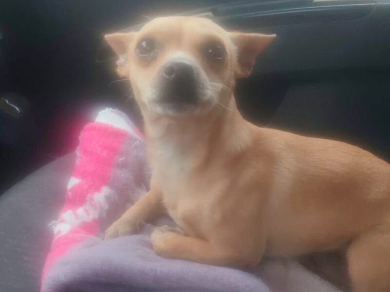 PANCHITO
