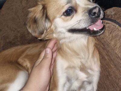 HACHI