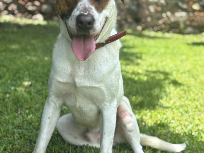 Gus
