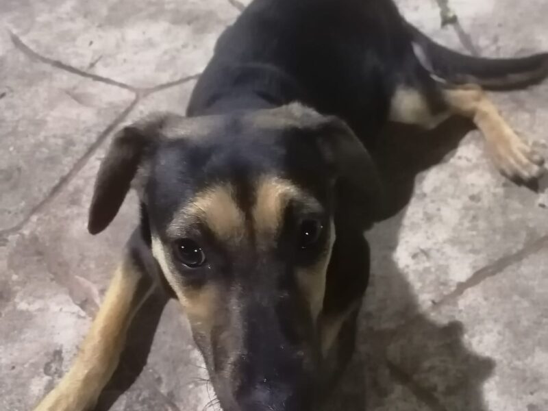 Molly