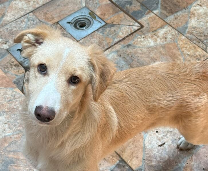 GUERO