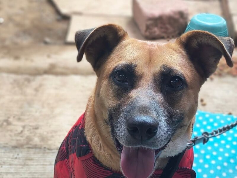 CANELA
