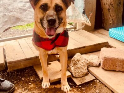 CANELA