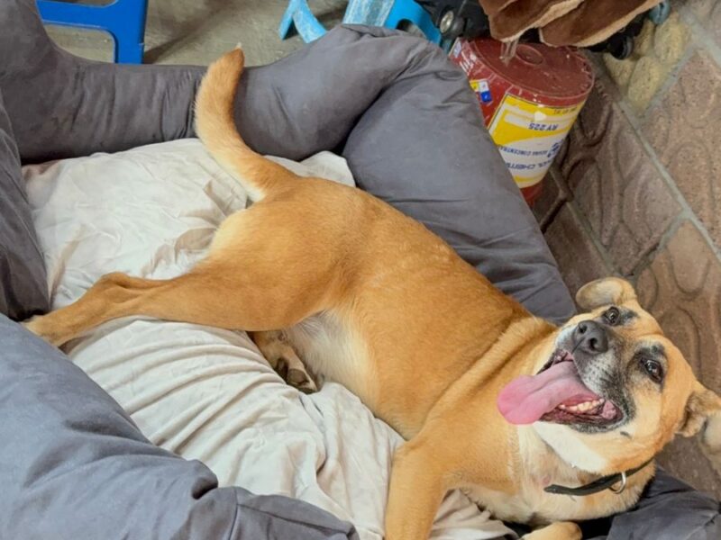 CANELA