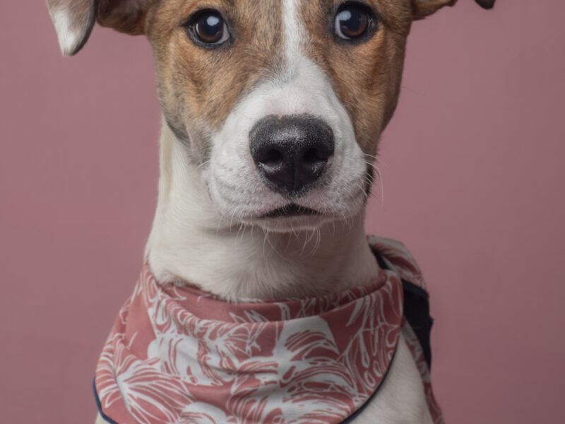 MAYA