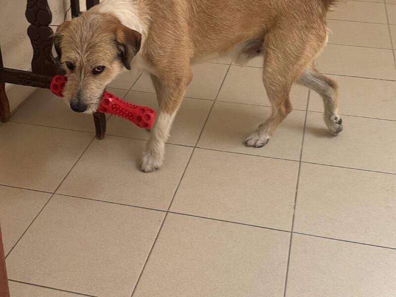 RUFUS