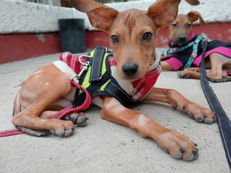 DOBBY
