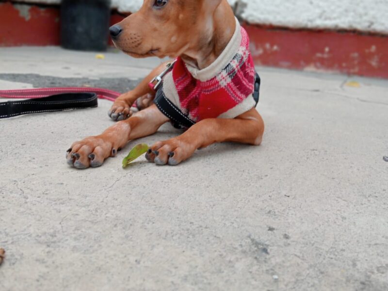 DOBBY