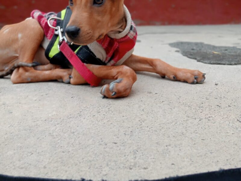 DOBBY