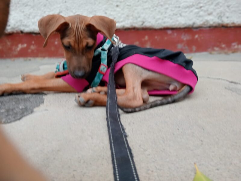 FIONA