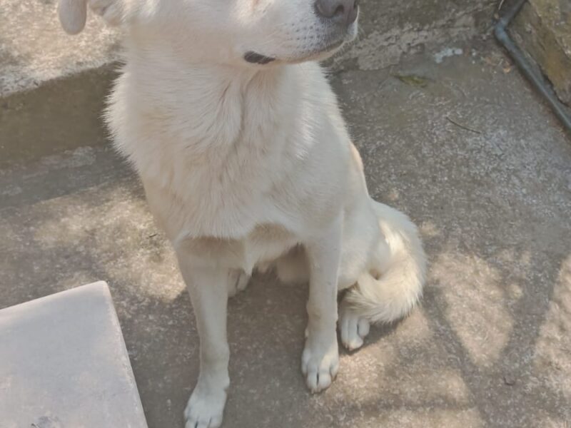 FRODO