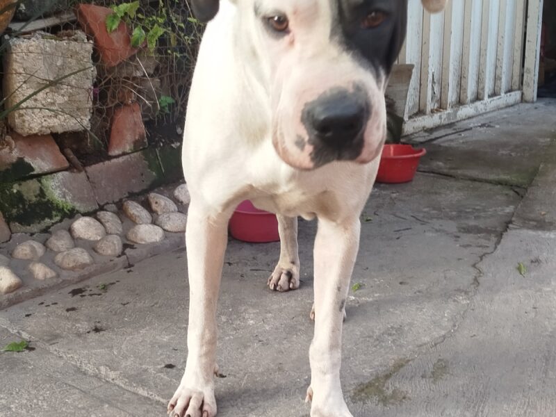 PIRATA