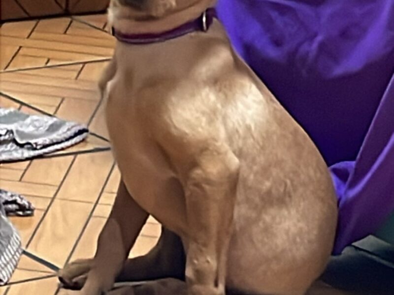 ALMENDRITA