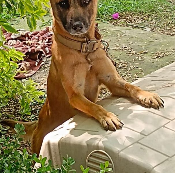 ZOÉ
