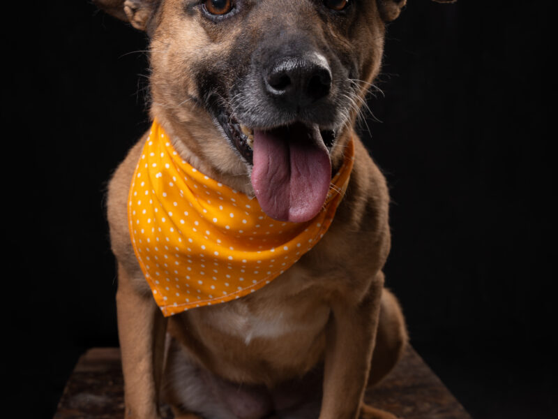 NOVA