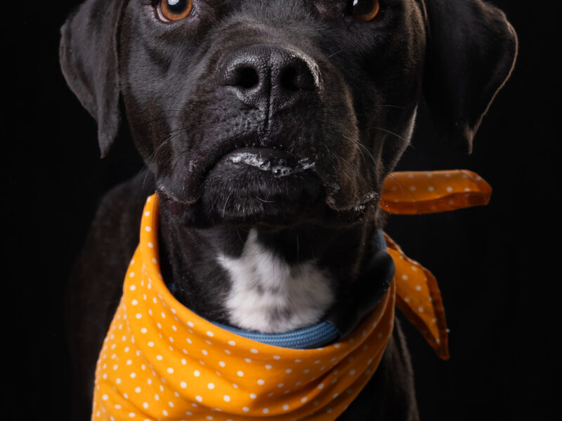 MAGGIE