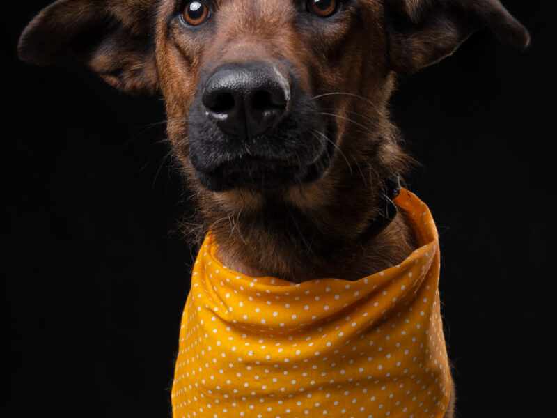 BELLA