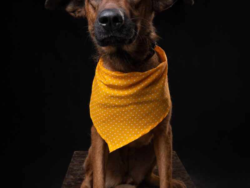 BELLA