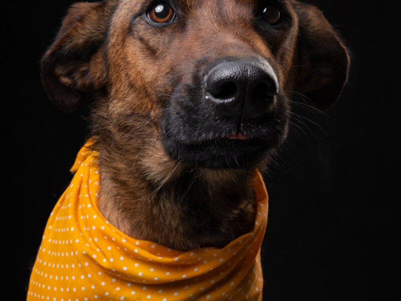 BELLA