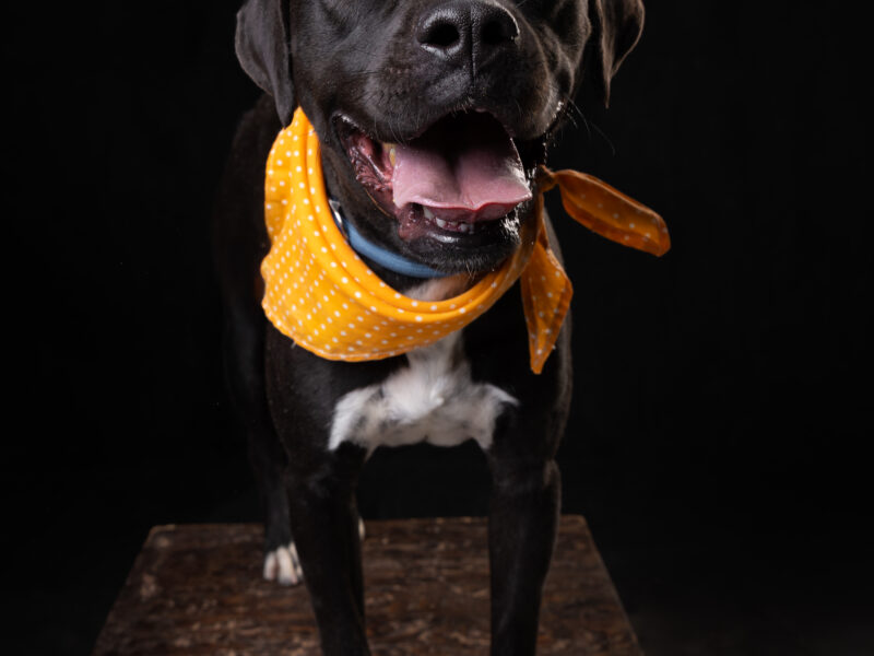 MAGGIE
