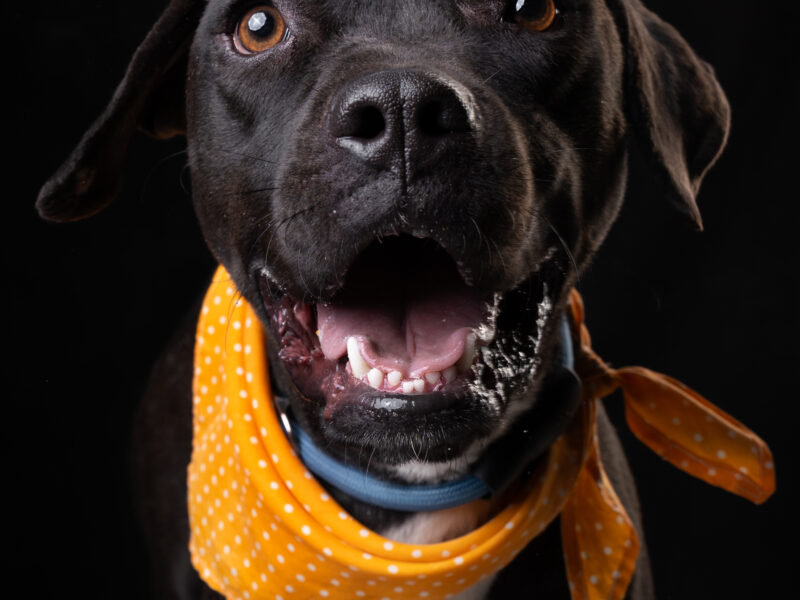 MAGGIE