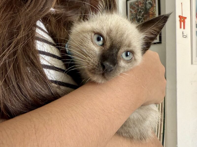 SIMBA