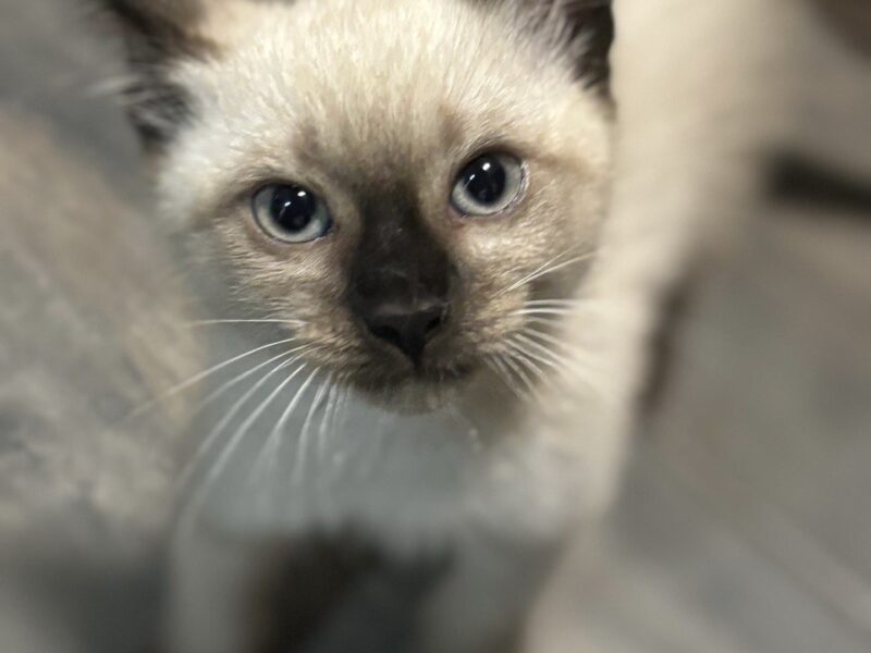 SIMBA