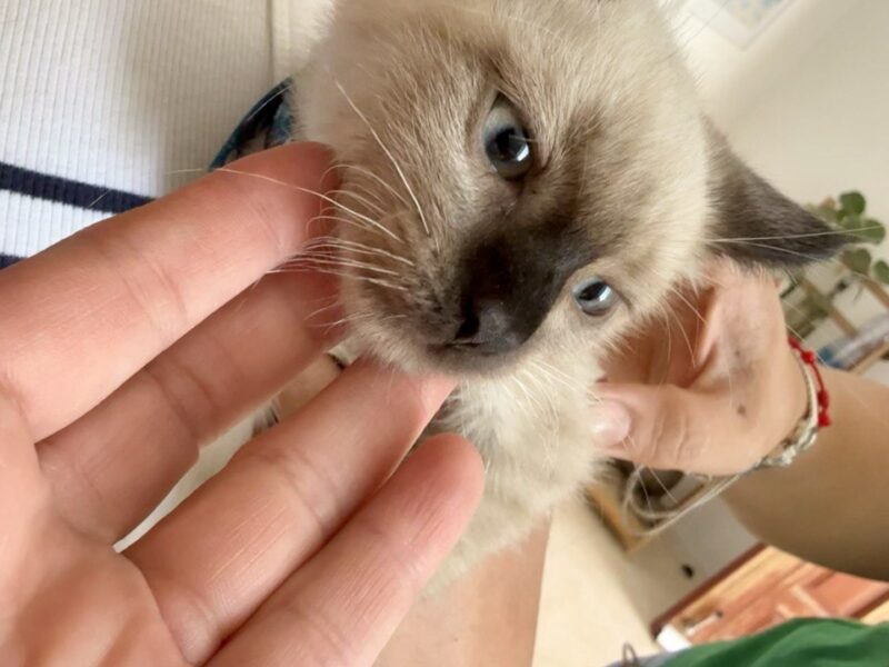 SIMBA