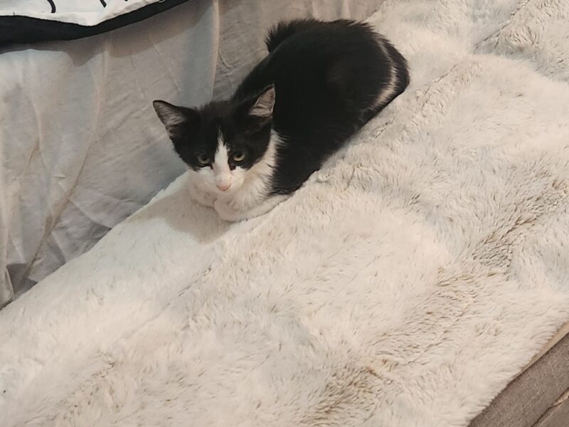 OZZY