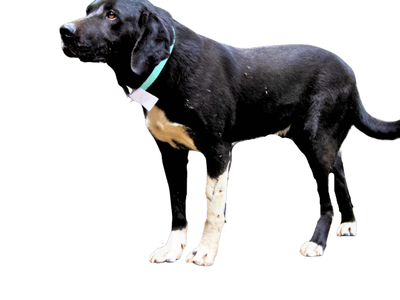 BALU