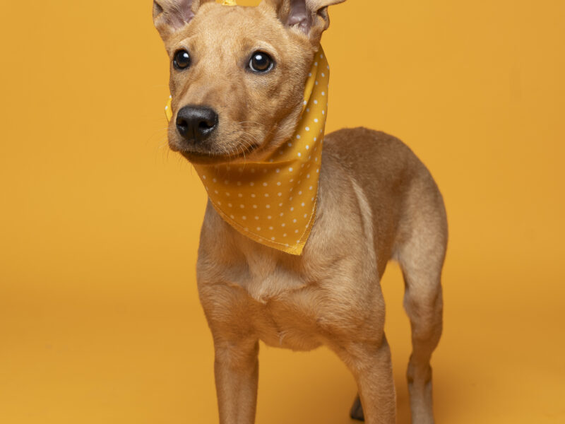 ALMENDRITA
