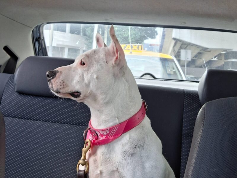 GÜERITA