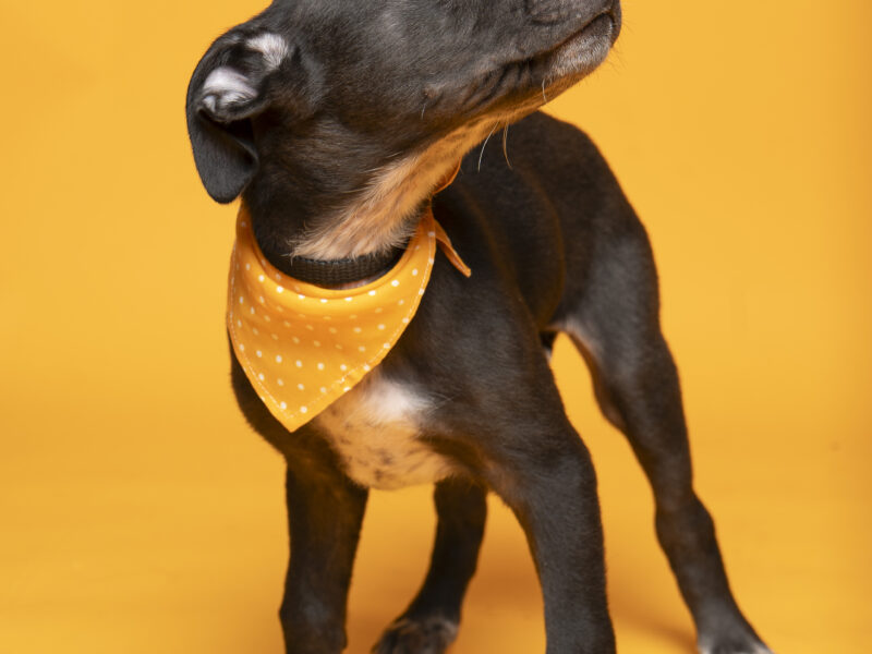 BENITO