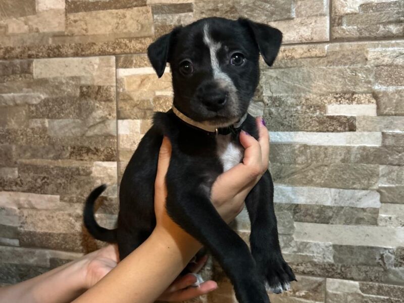 BENITO